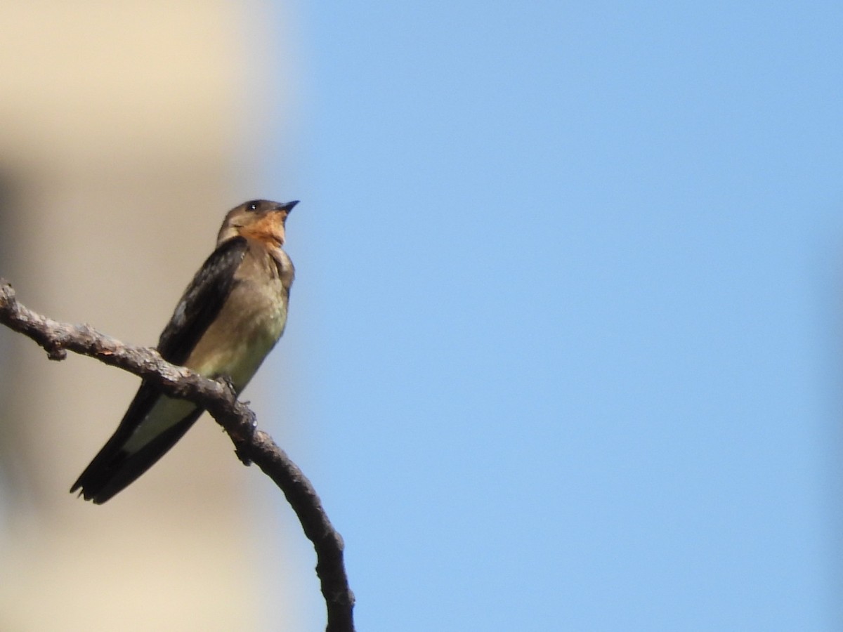 Southern Rough-winged Swallow - ML626078643