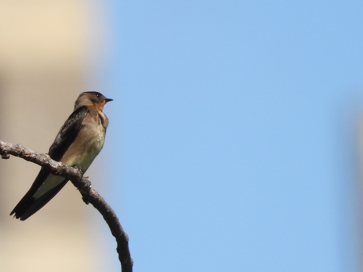 Southern Rough-winged Swallow - ML626078644