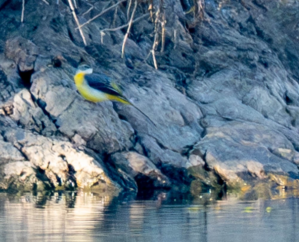 Gray Wagtail - ML626078647