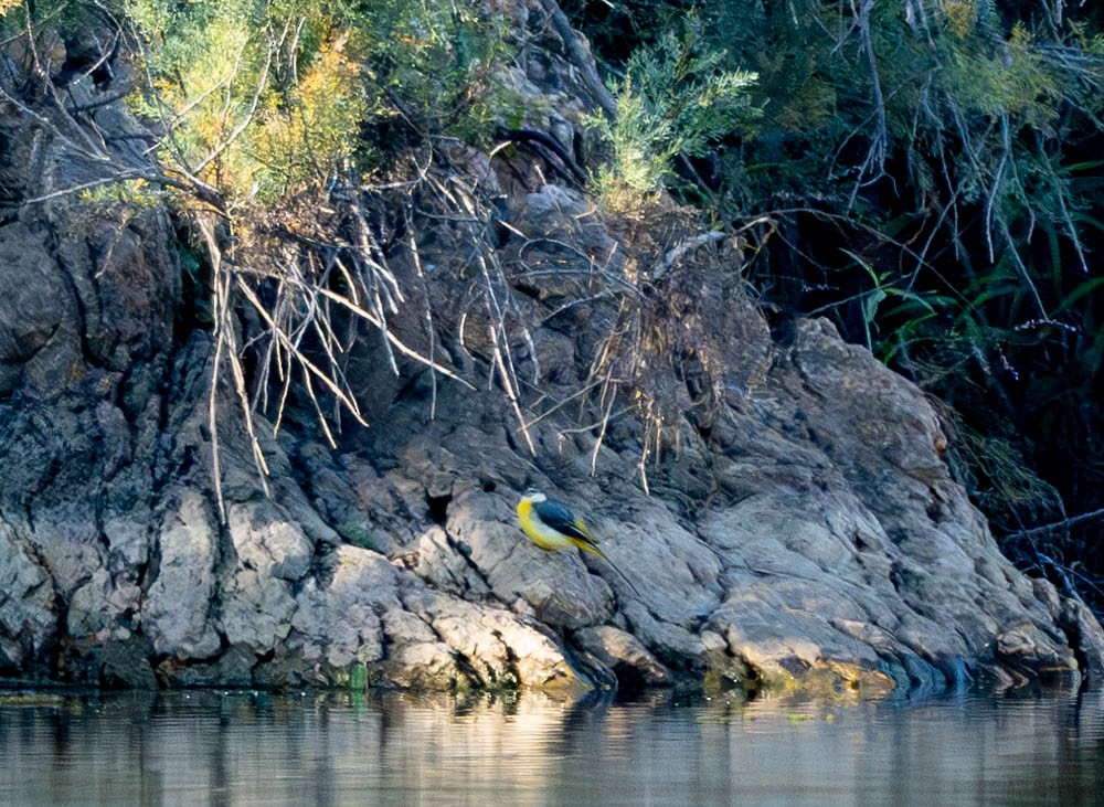 Gray Wagtail - ML626078648