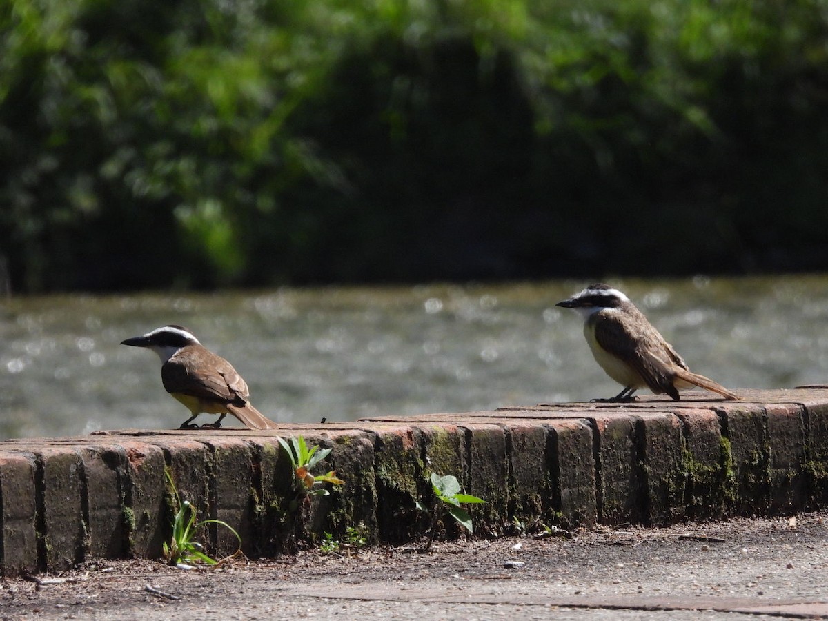 Great Kiskadee - ML626078666