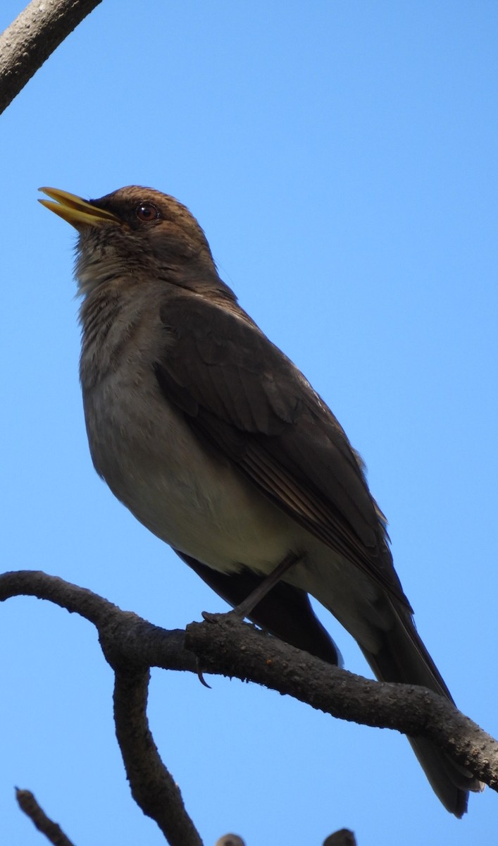 Creamy-bellied Thrush - ML626078675