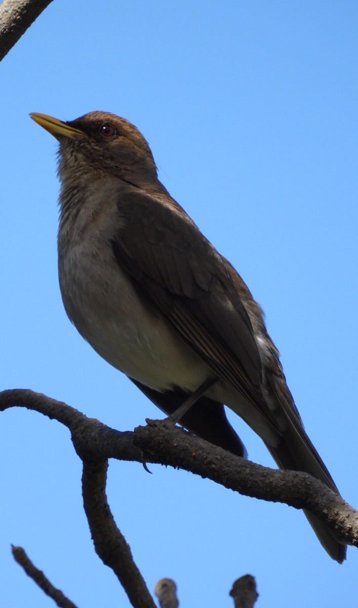 Creamy-bellied Thrush - ML626078676