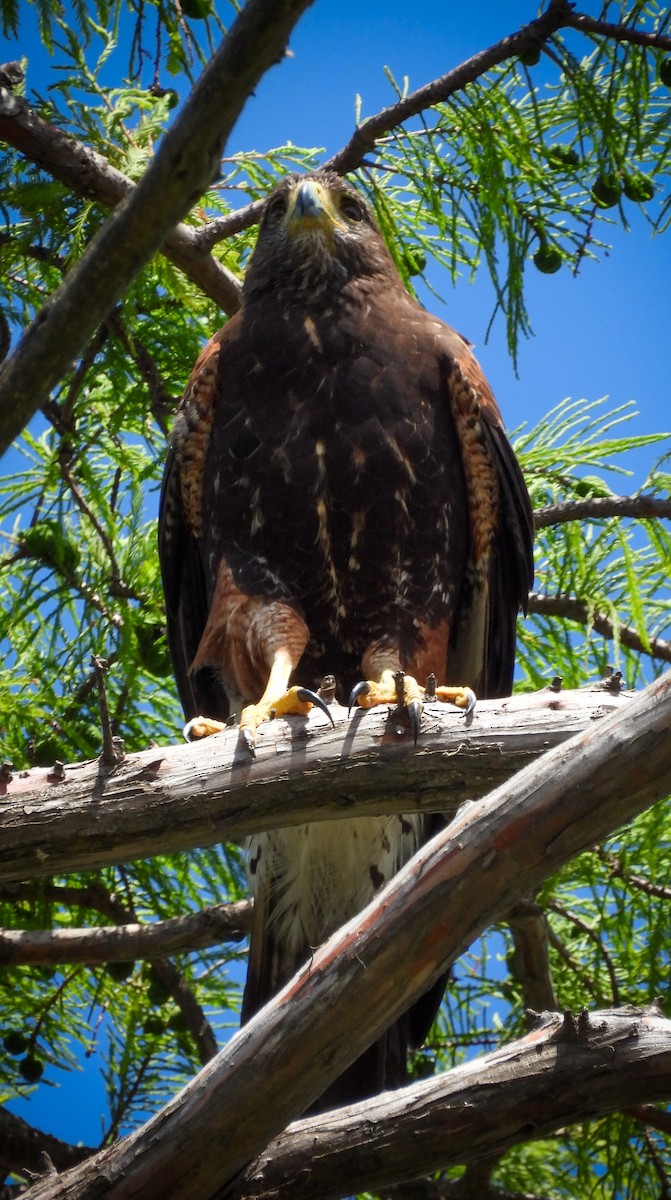 Harris's Hawk - ML626078682