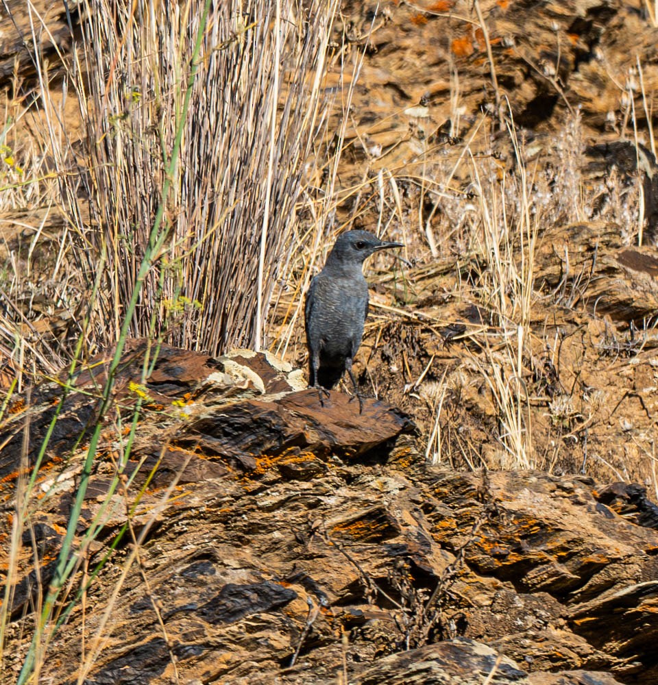 Blue Rock-Thrush - ML626078712