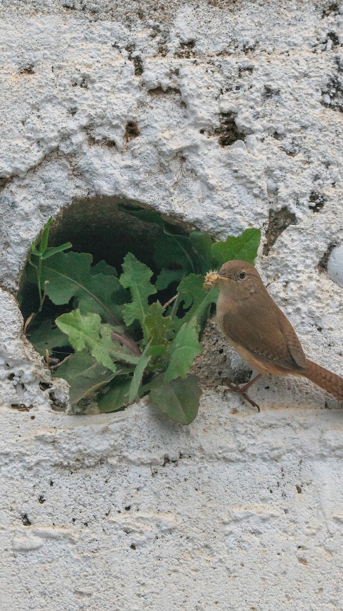 Southern House Wren - ML626078715