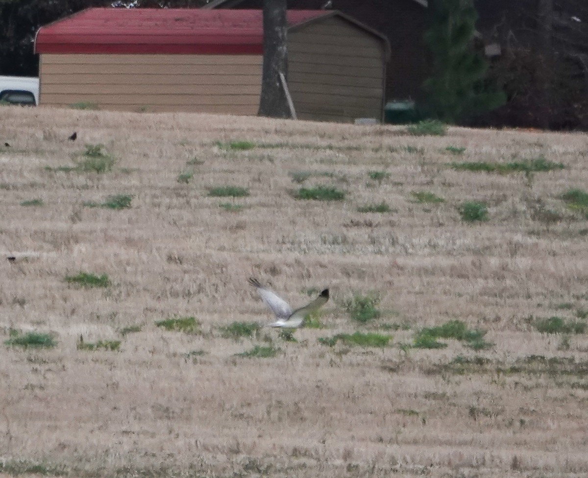 Northern Harrier - ML626078795