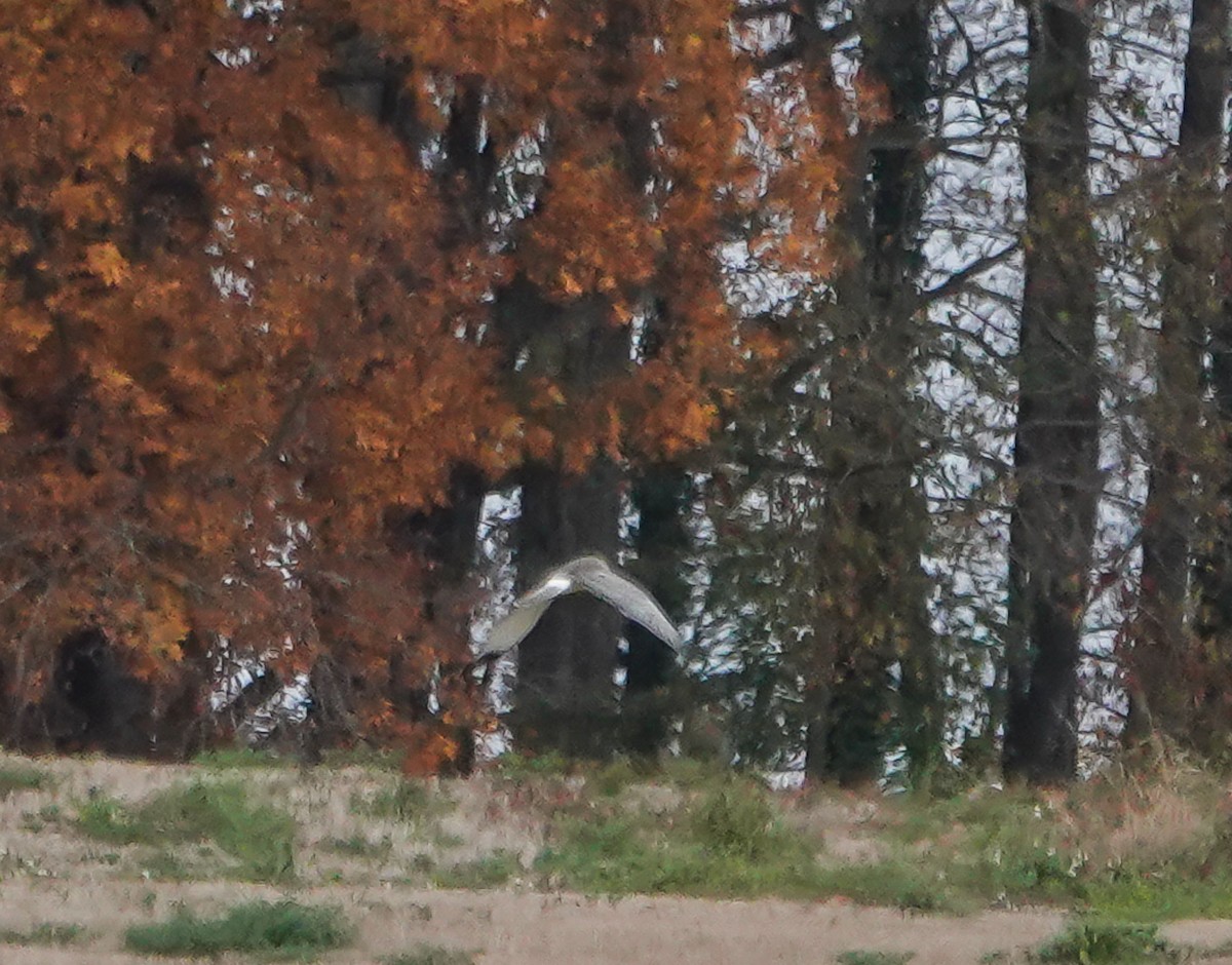 Northern Harrier - ML626078801