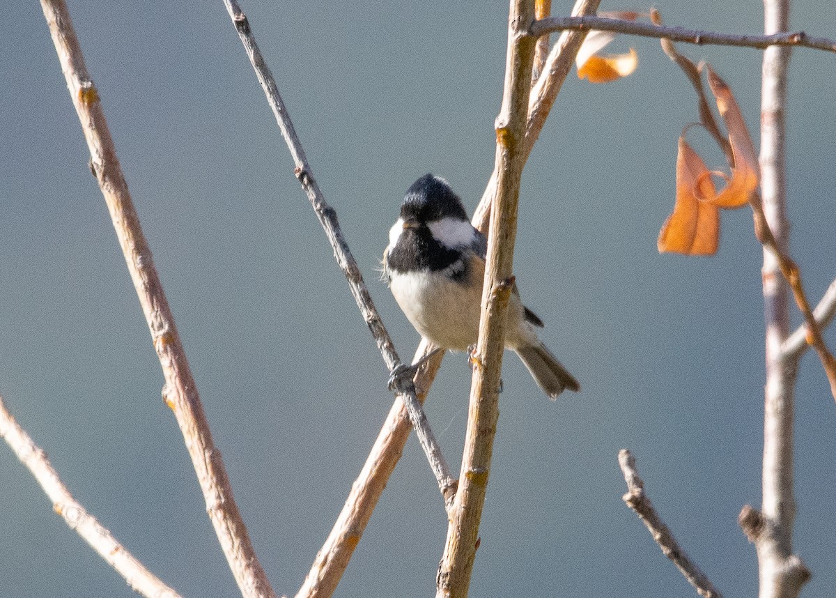Coal Tit - ML626078836