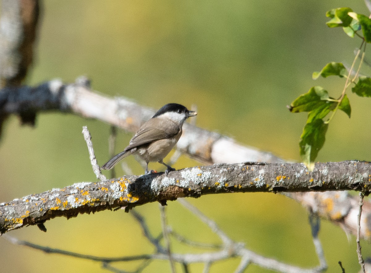 Marsh Tit - ML626078844