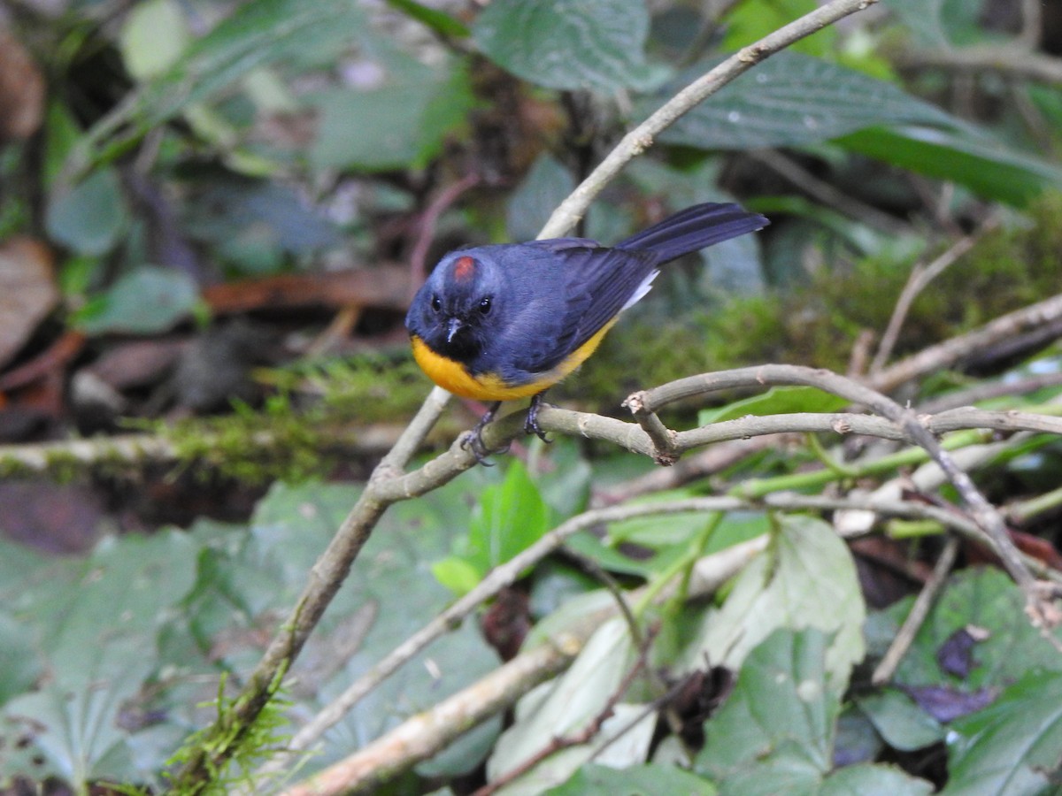 Slate-throated Redstart - ML626079133