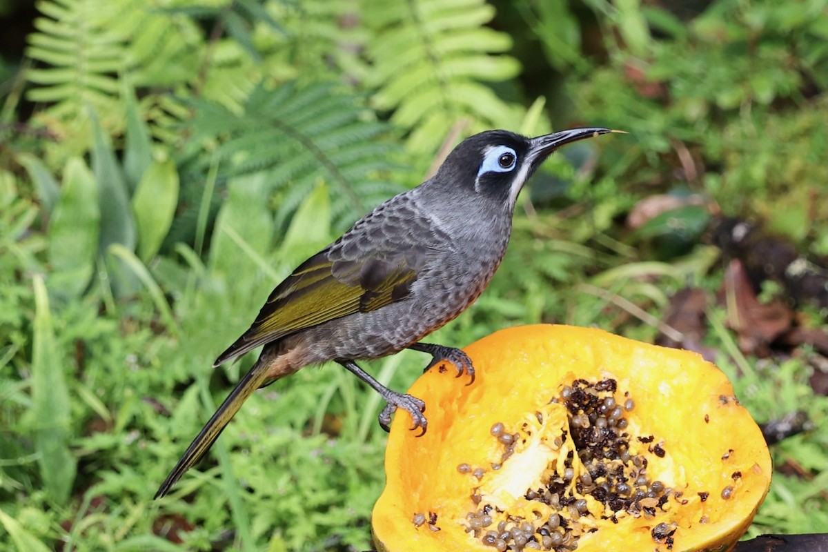 Belford's Melidectes - ML626079254