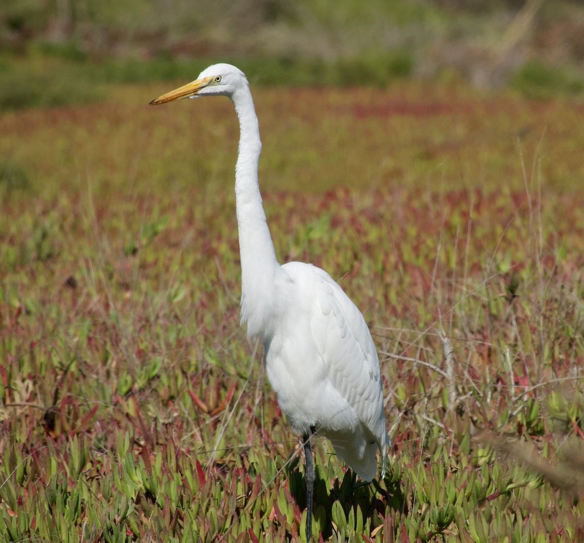 Great Egret - ML626079256