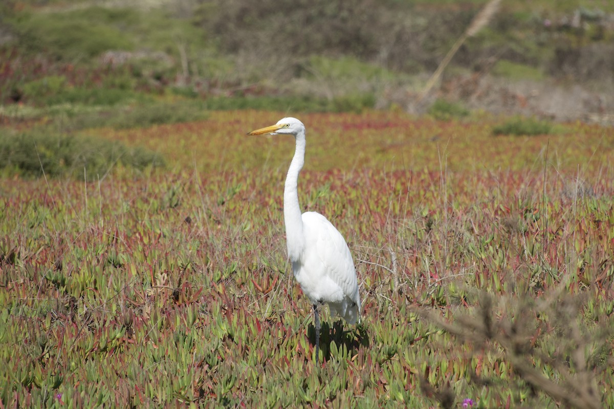 Great Egret - ML626079264