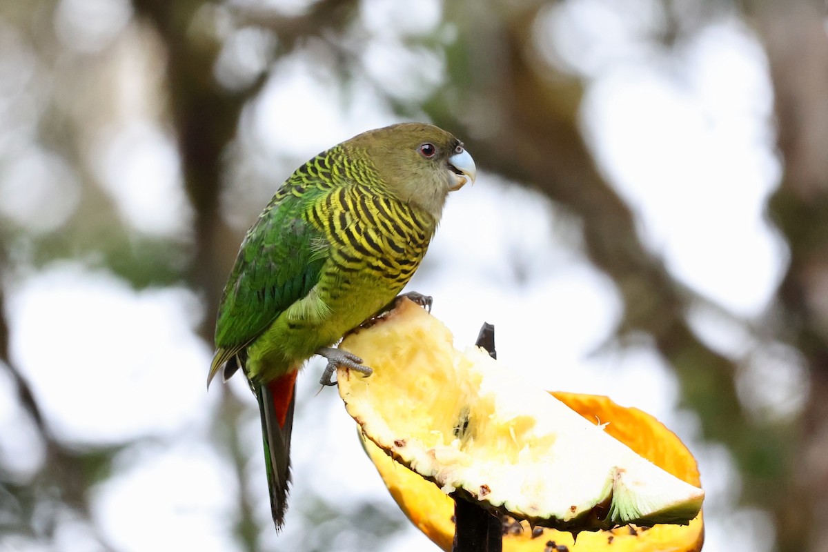 Brehm's Tiger-Parrot - ML626079282