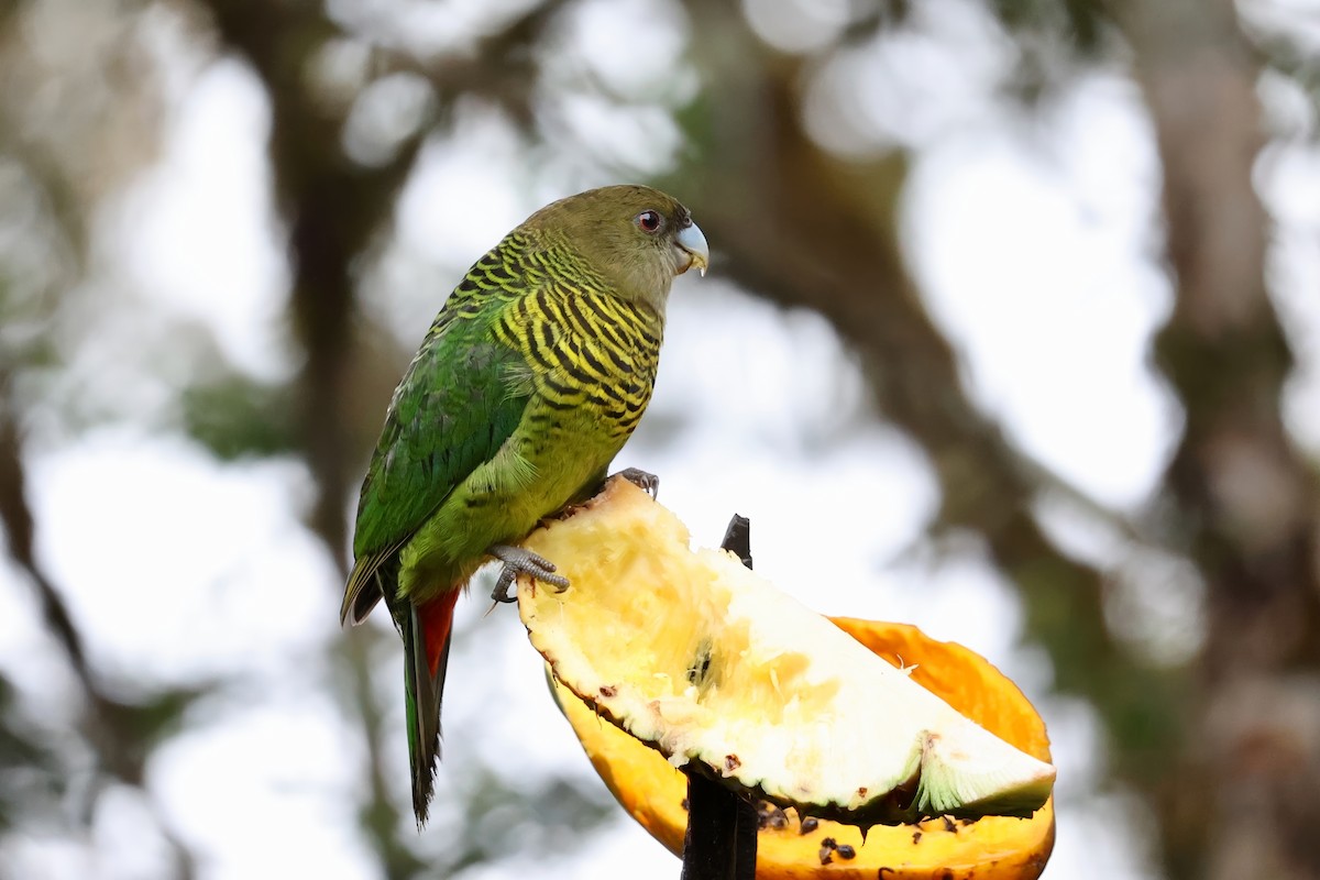 Brehm's Tiger-Parrot - ML626079297