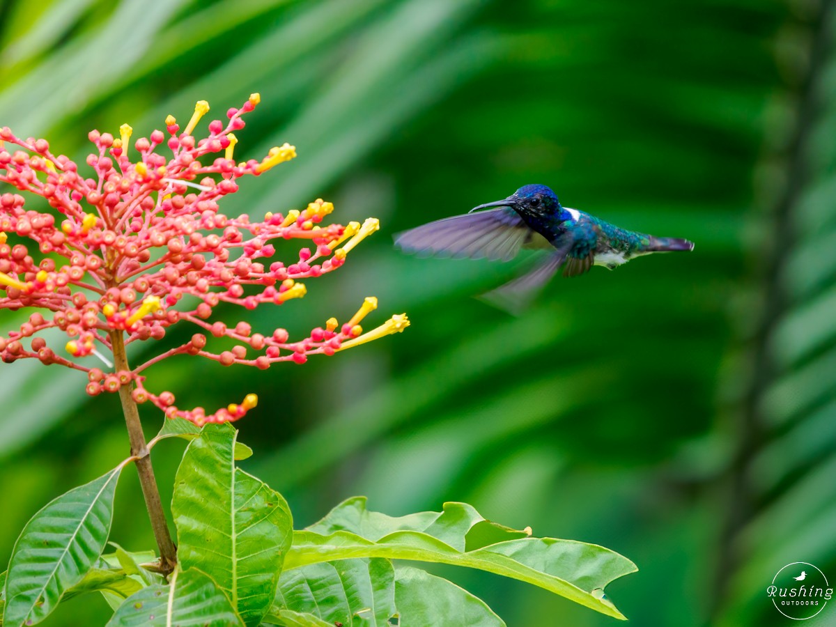 White-necked Jacobin - ML626079308