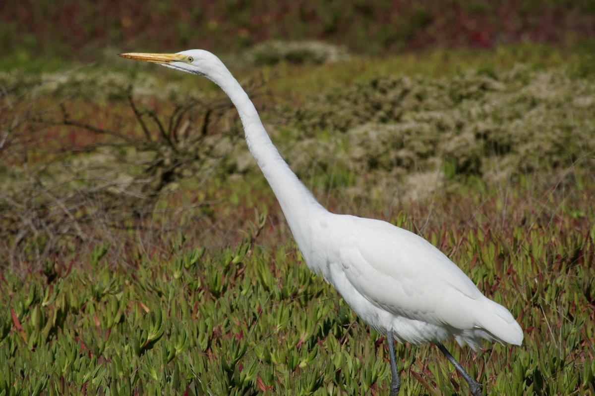 Great Egret - ML626079317