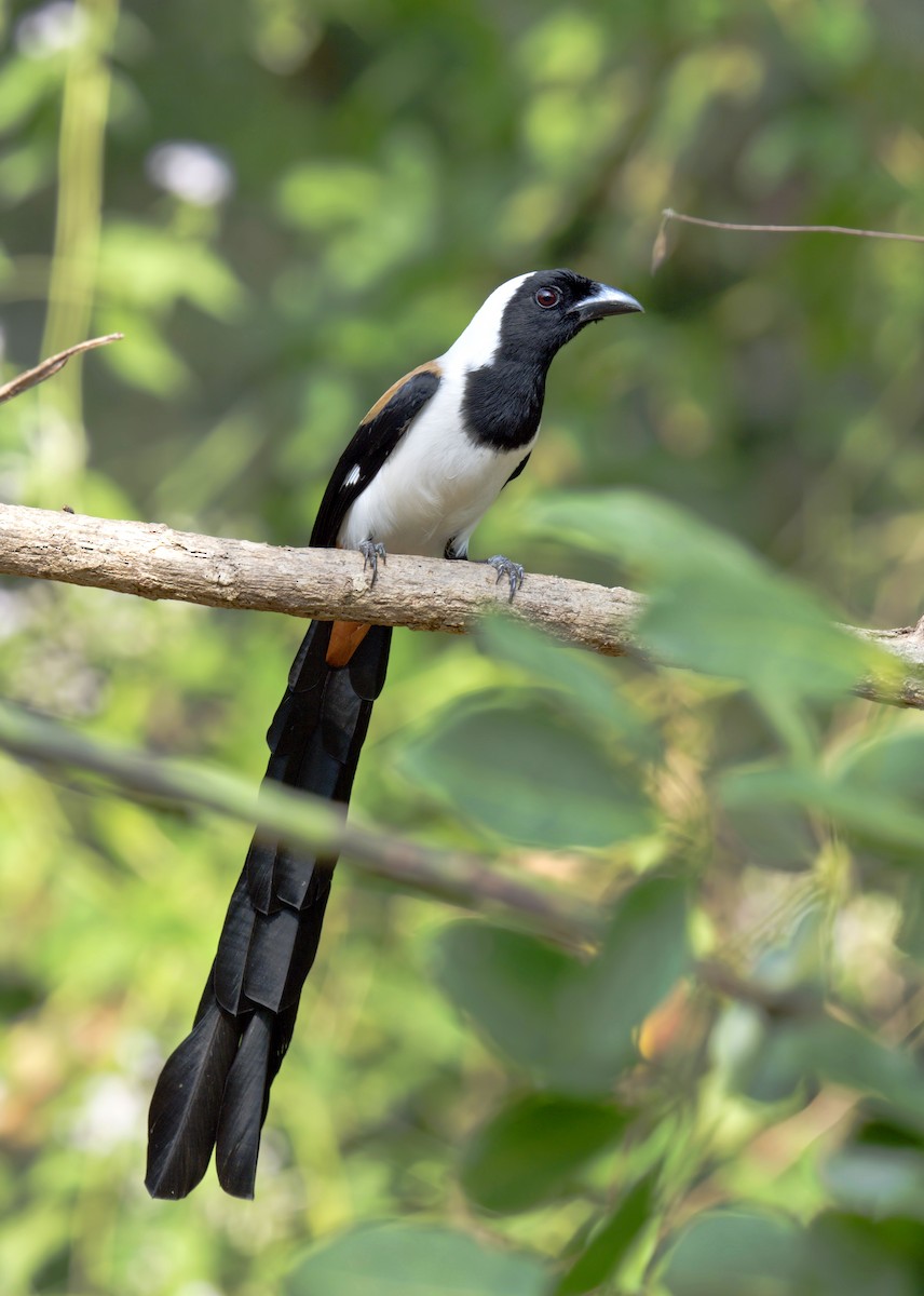 White-bellied Treepie - ML626079420
