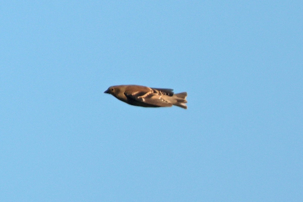 American Goldfinch - ML626079492