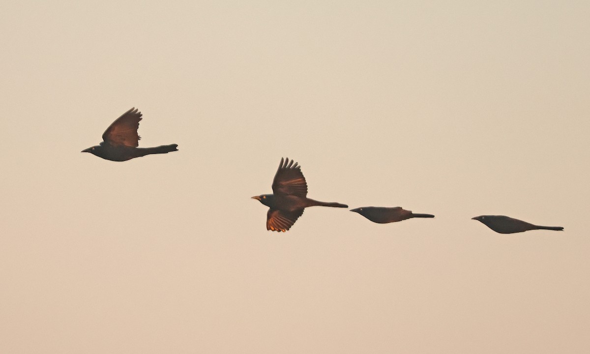 Common Grackle - ML626079539