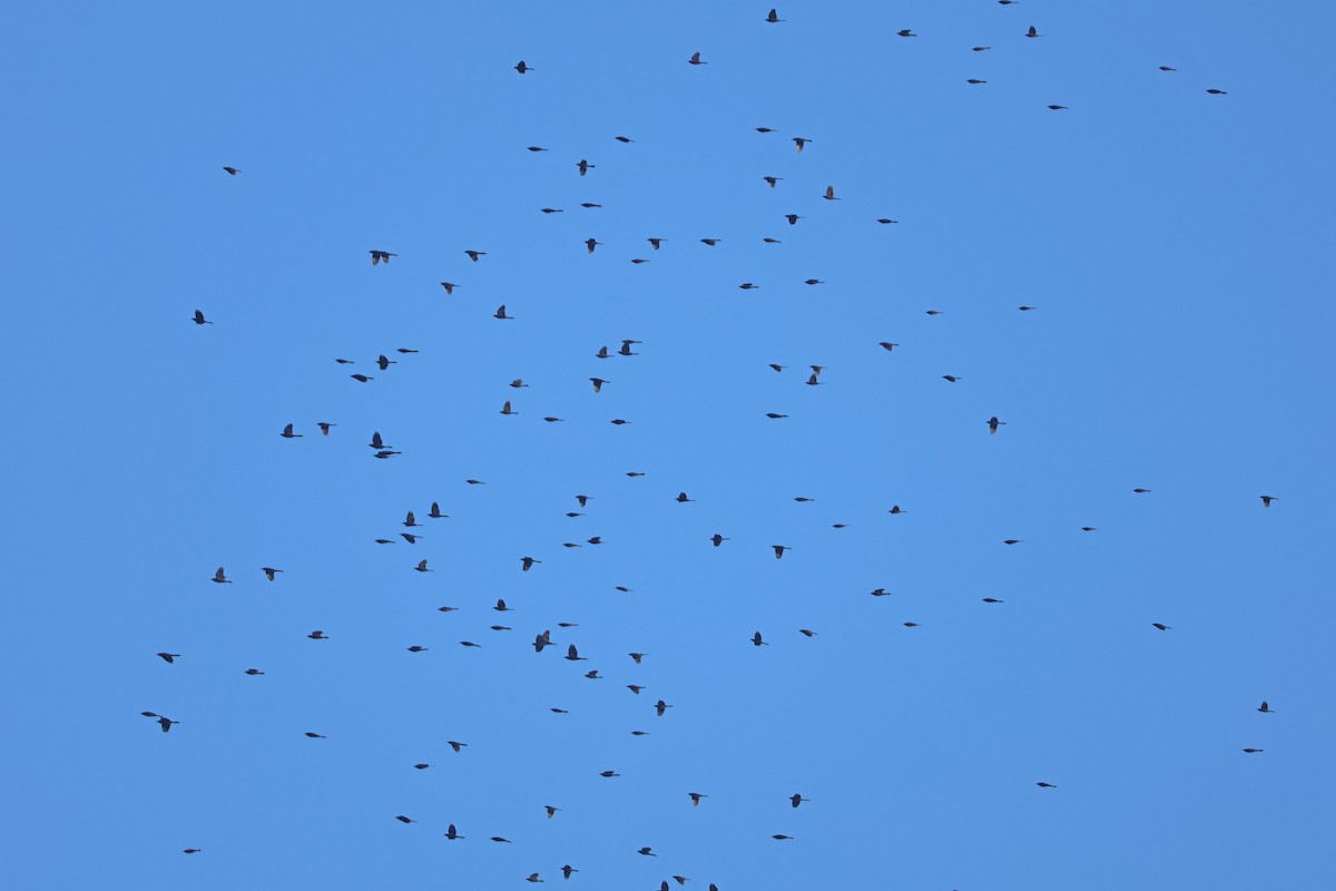 Common Grackle - ML626079541