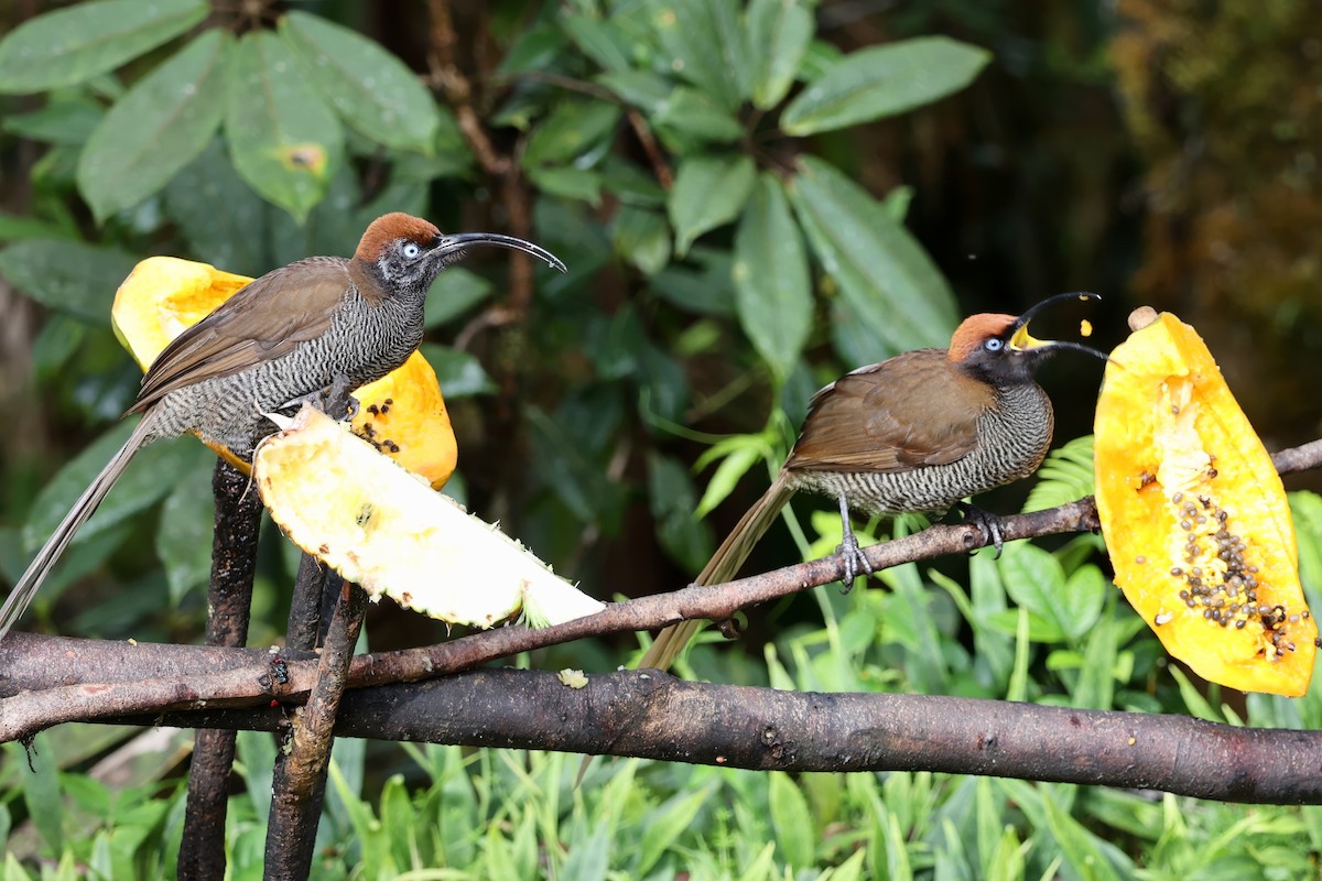 Brown Sicklebill - ML626079577