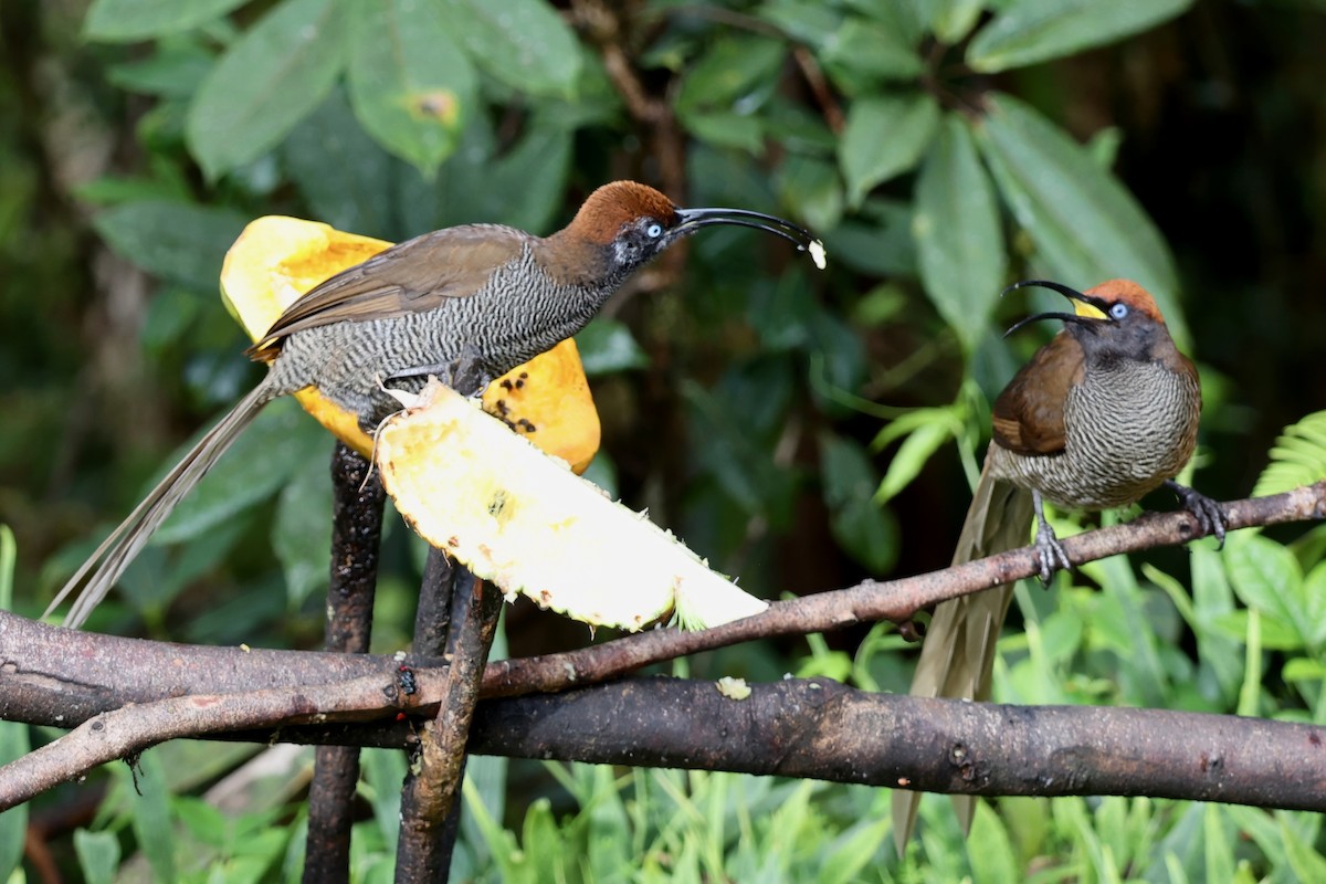 Brown Sicklebill - ML626079607