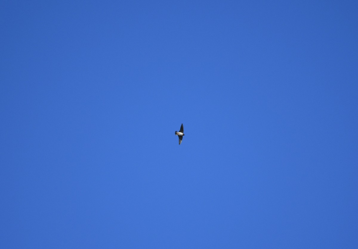 Cave Swallow - ML626079612