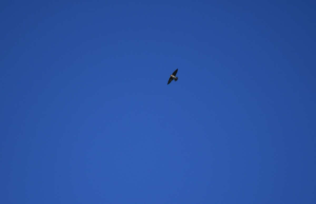 Cave Swallow - ML626079614
