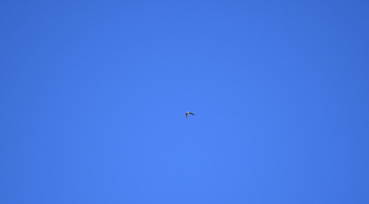 Cave Swallow - ML626079615