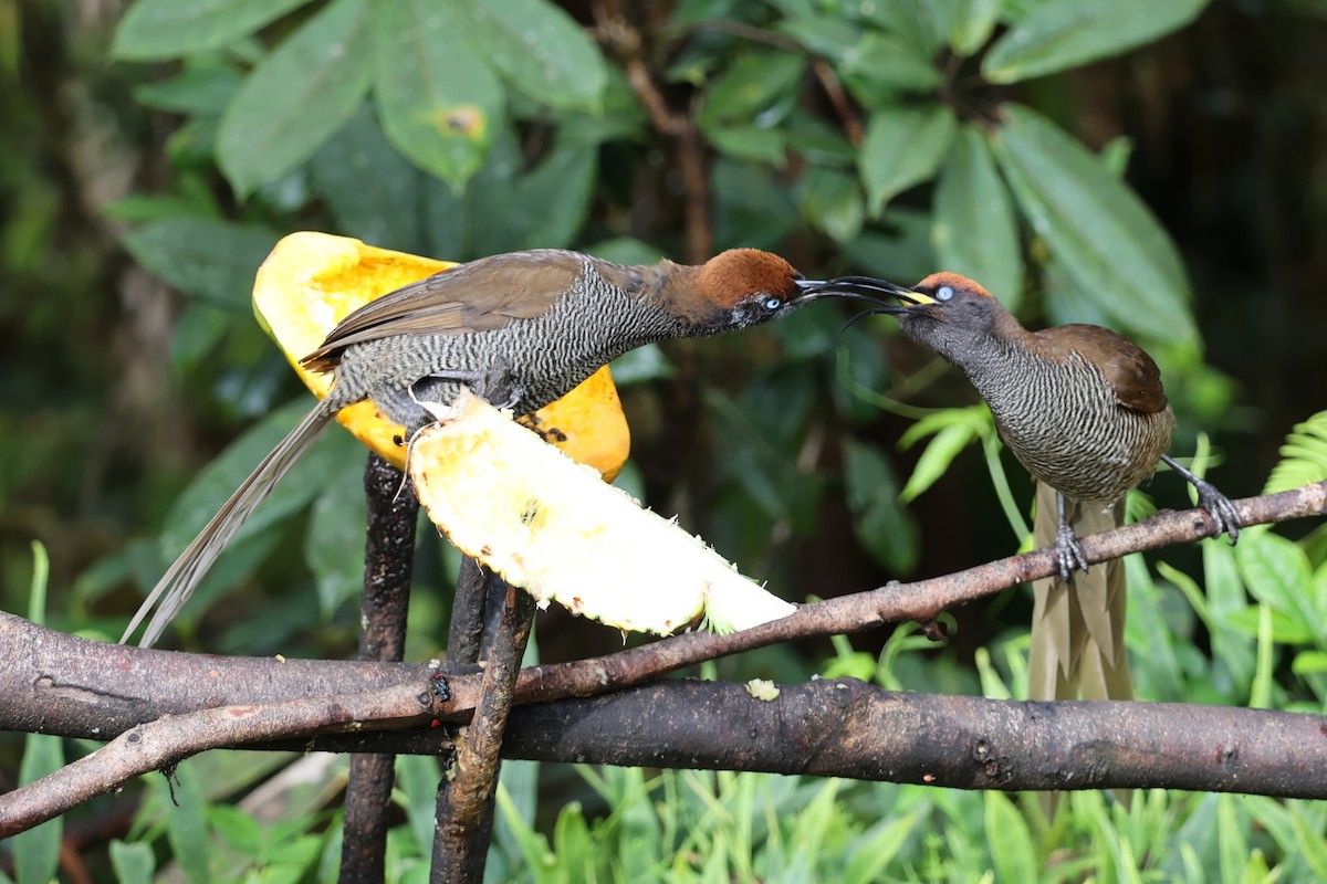 Brown Sicklebill - ML626079622