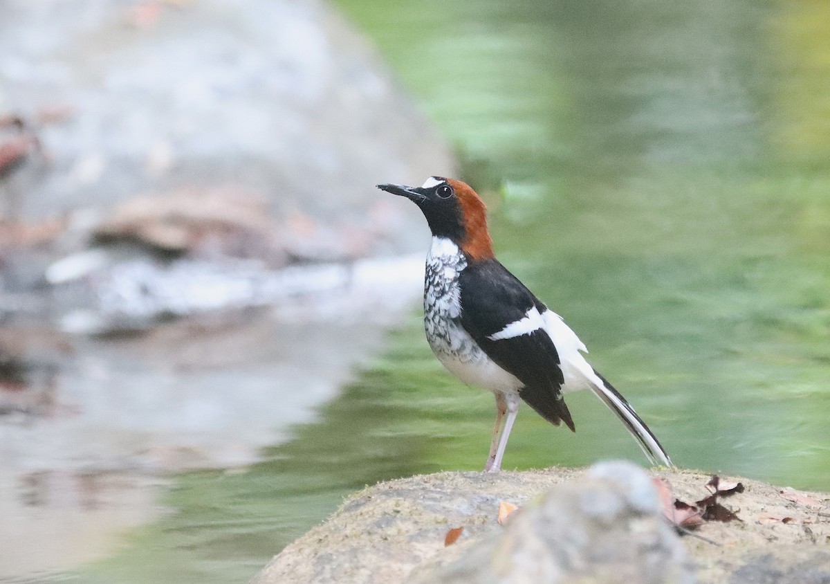 Chestnut-naped Forktail - ML626079799