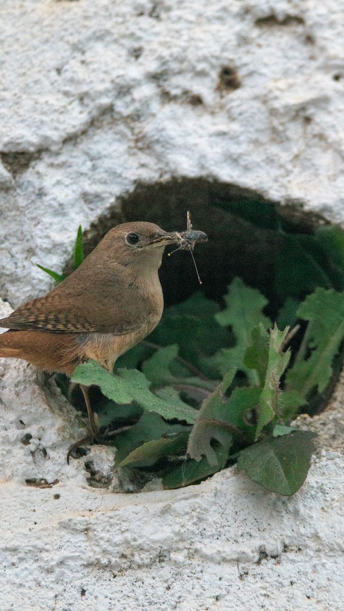 Southern House Wren - ML626079804