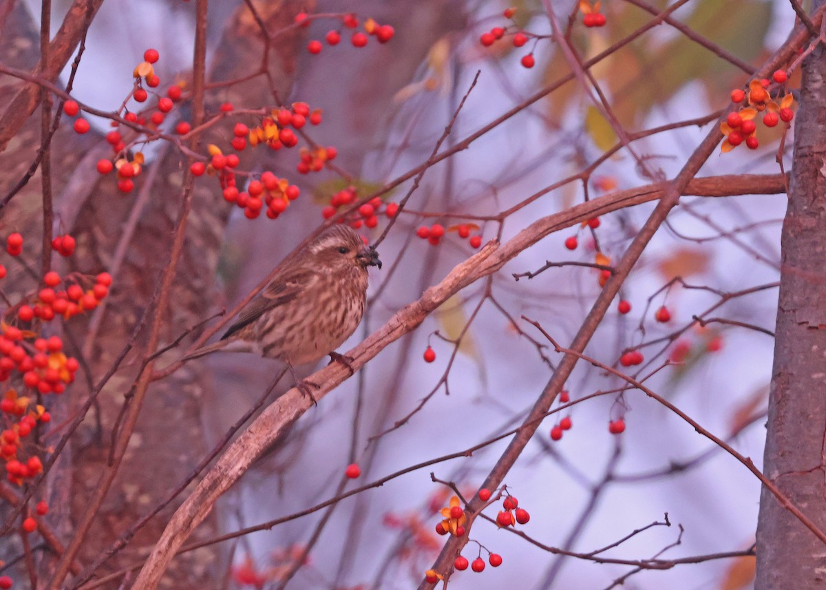 Purple Finch - ML626079823
