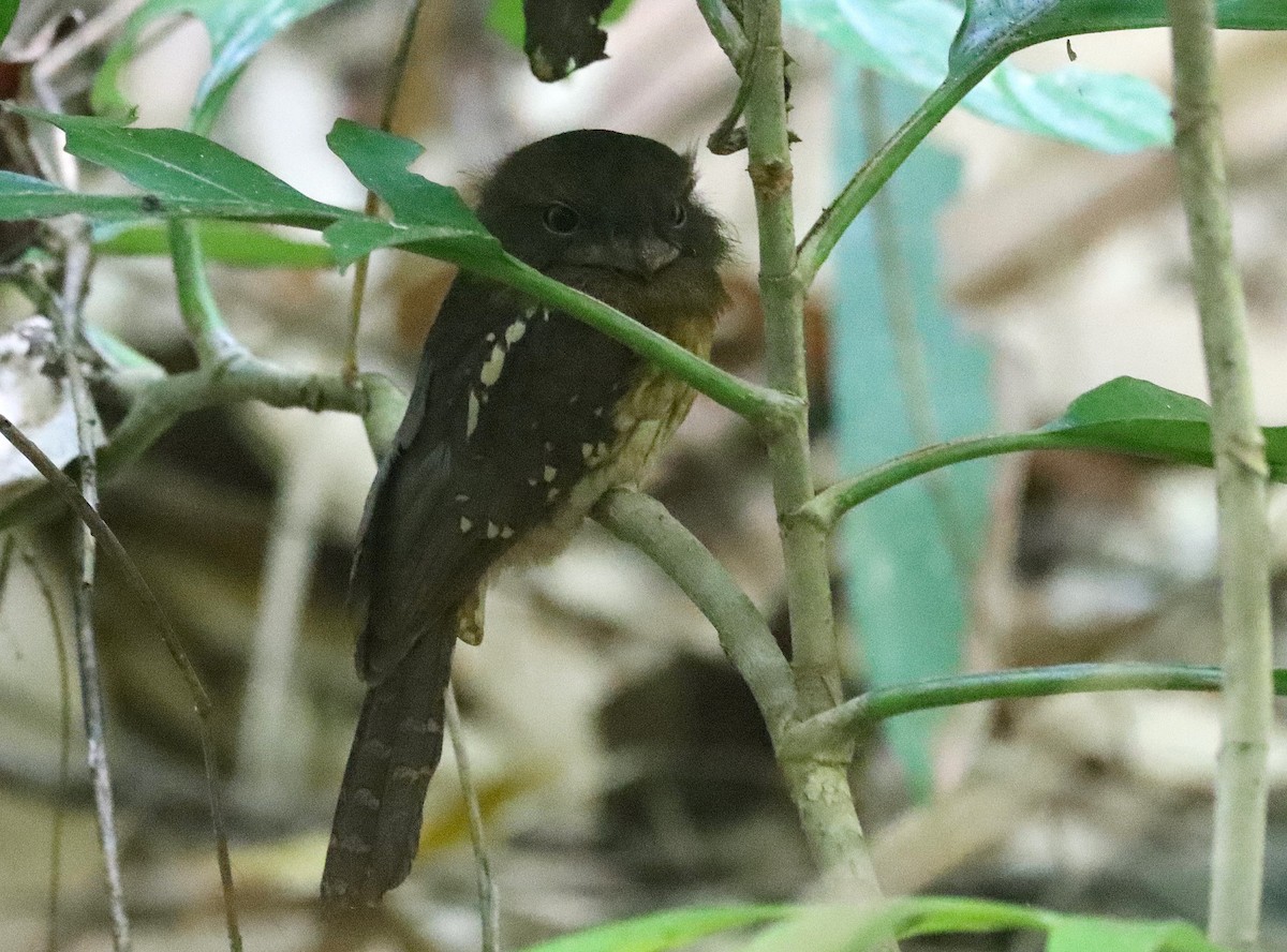 Gould's Frogmouth - ML626079828