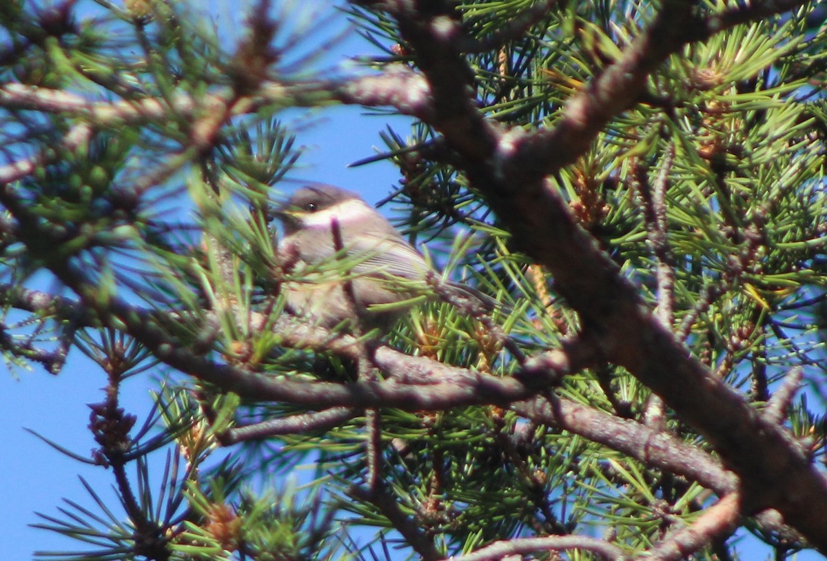 Gray-headed Chickadee - ML626079837