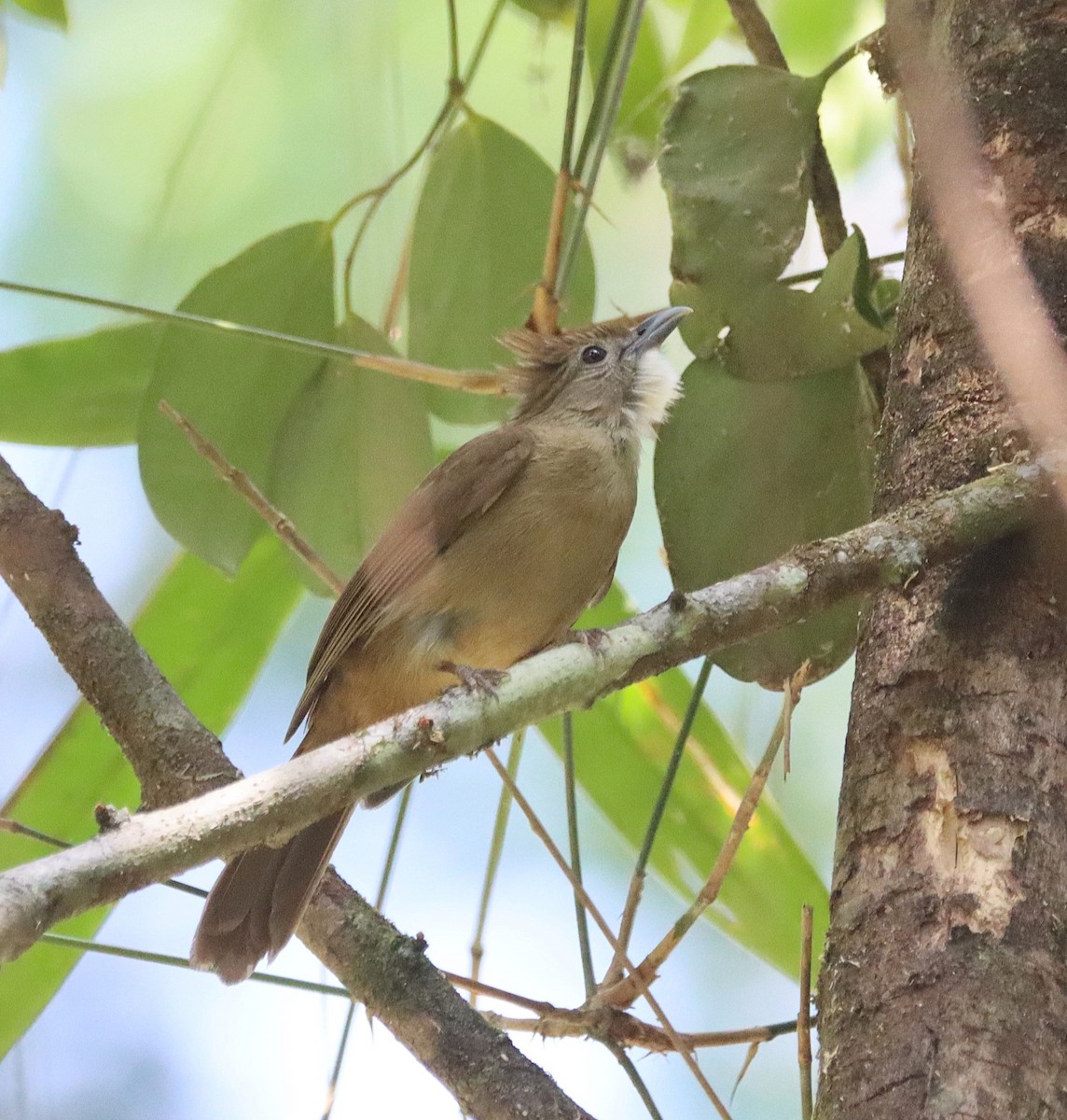 Ochraceous Bulbul - ML626079867