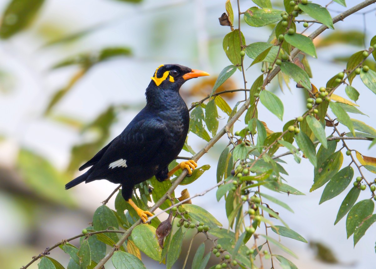Southern Hill Myna - ML626079890