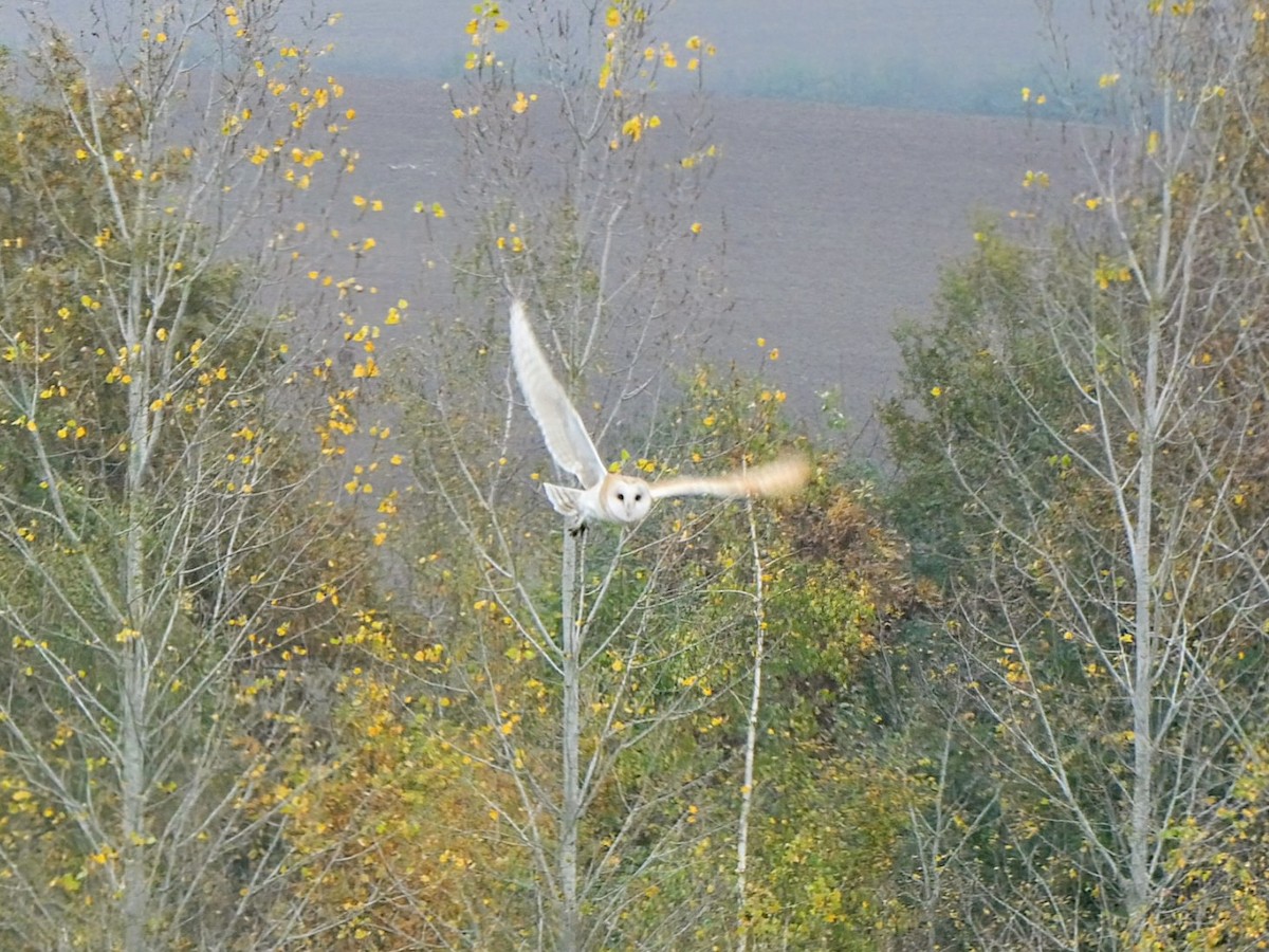 Western Barn Owl - ML626079944