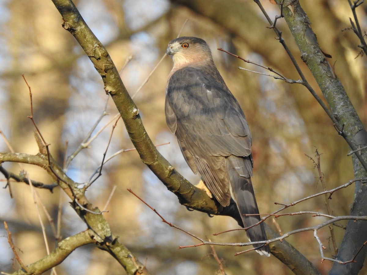 Cooper's Hawk - ML626079970