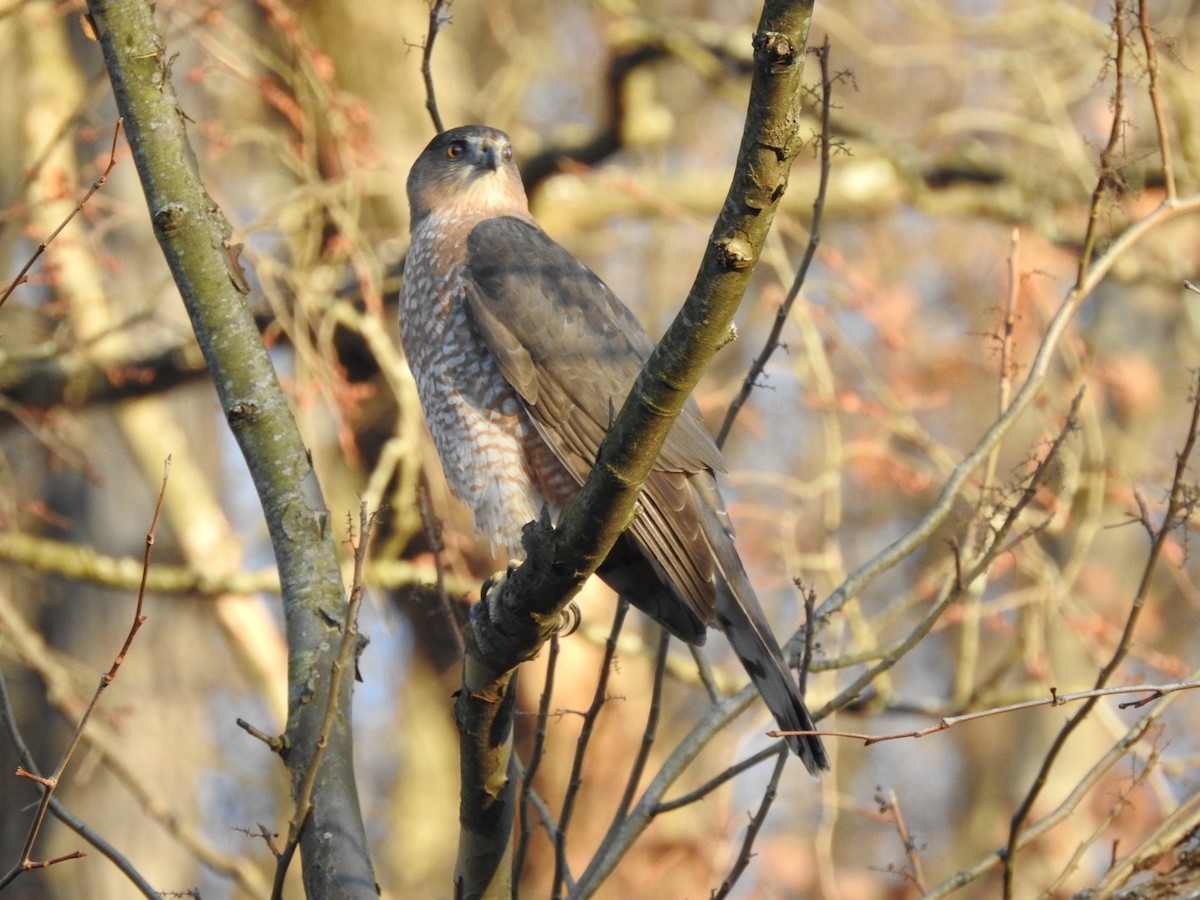 Cooper's Hawk - ML626079971