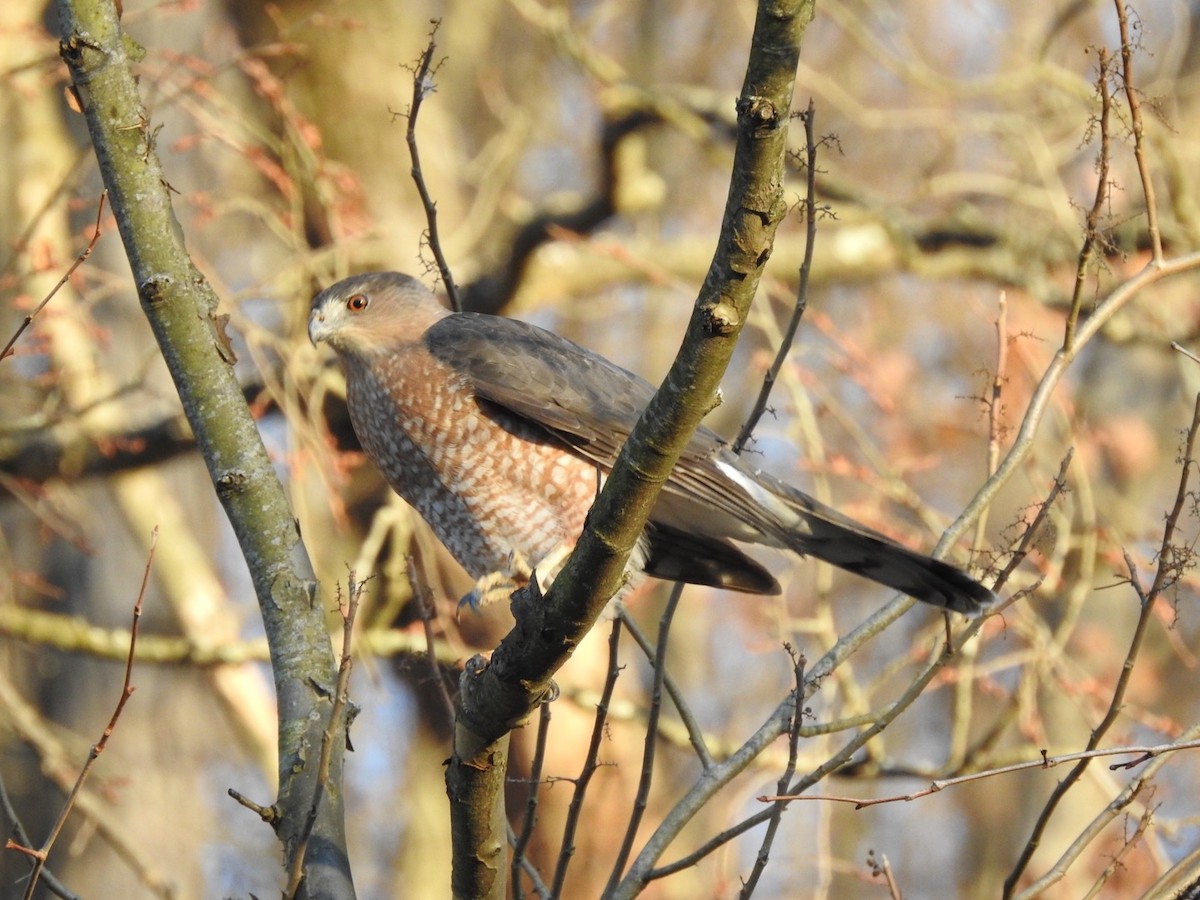 Cooper's Hawk - ML626079972