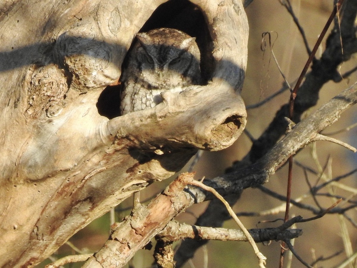 Eastern Screech-Owl - ML626079982