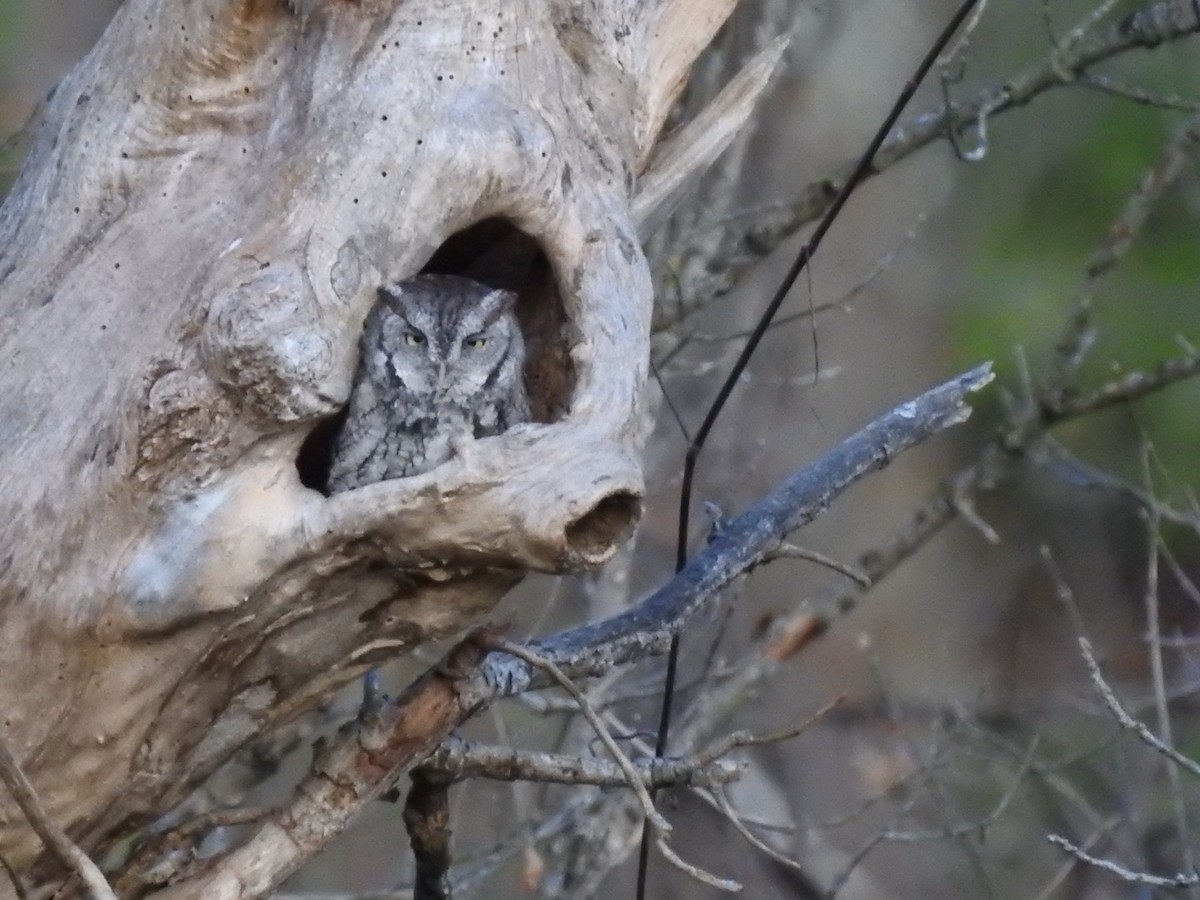 Eastern Screech-Owl - ML626079983