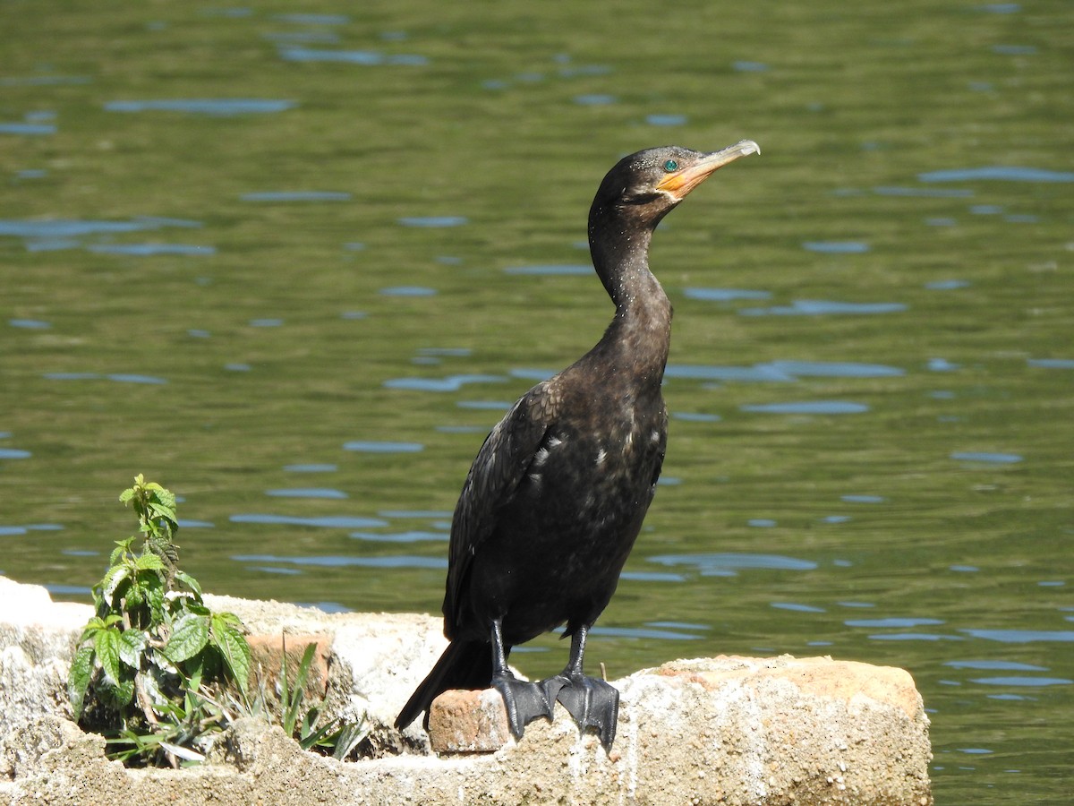 Neotropic Cormorant - ML626080244