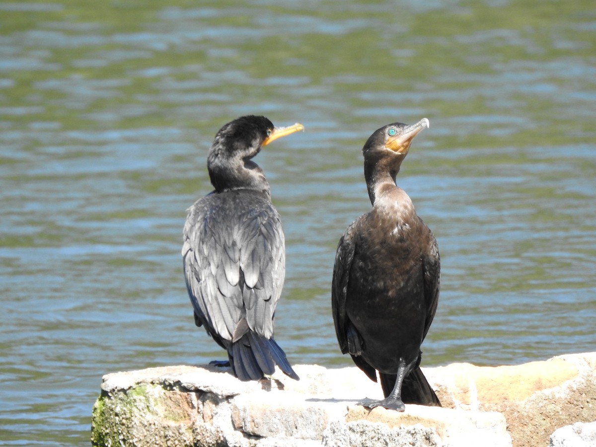 Neotropic Cormorant - ML626080245