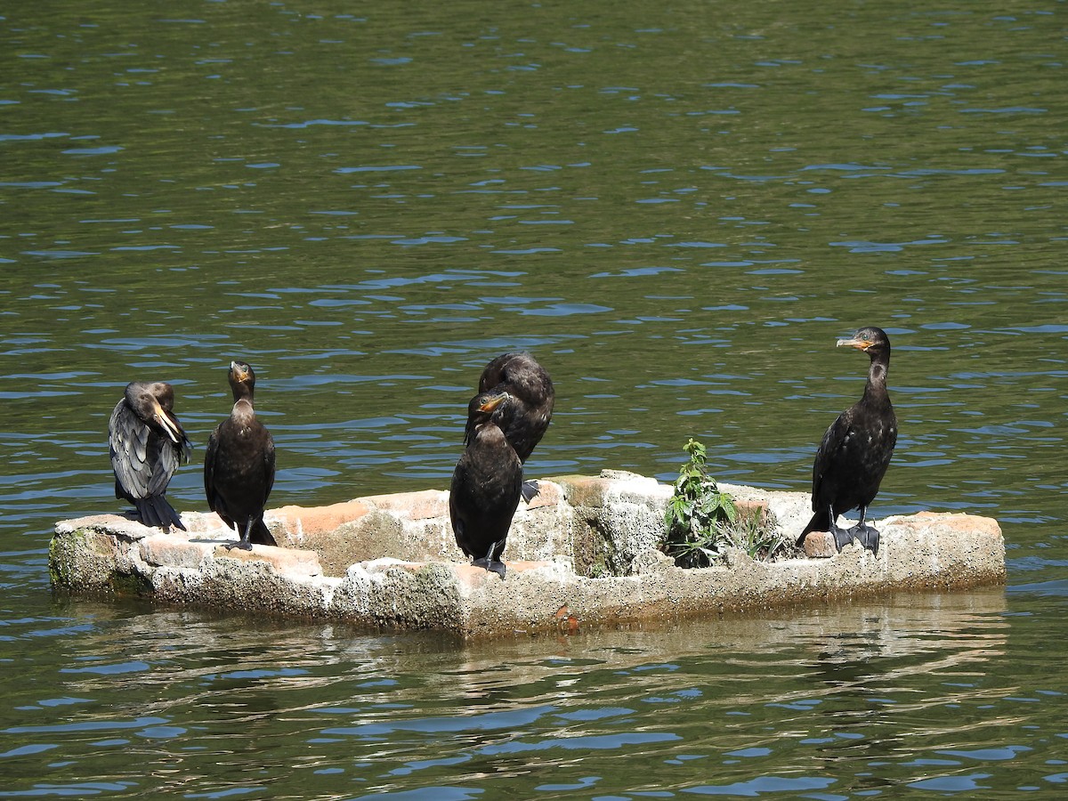 Neotropic Cormorant - ML626080246