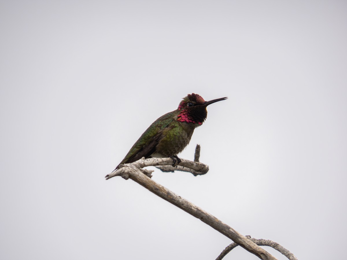 rødmaskekolibri - ML626080247