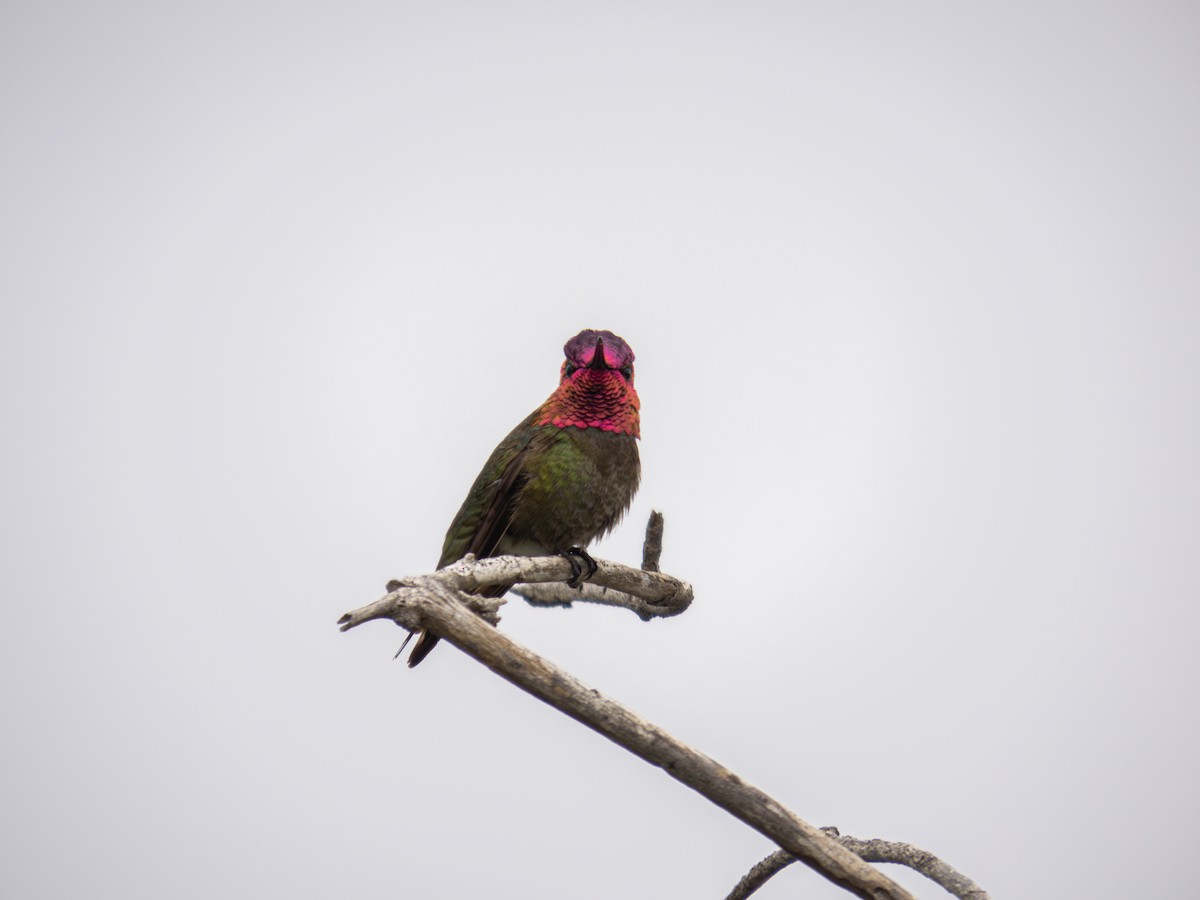 rødmaskekolibri - ML626080249